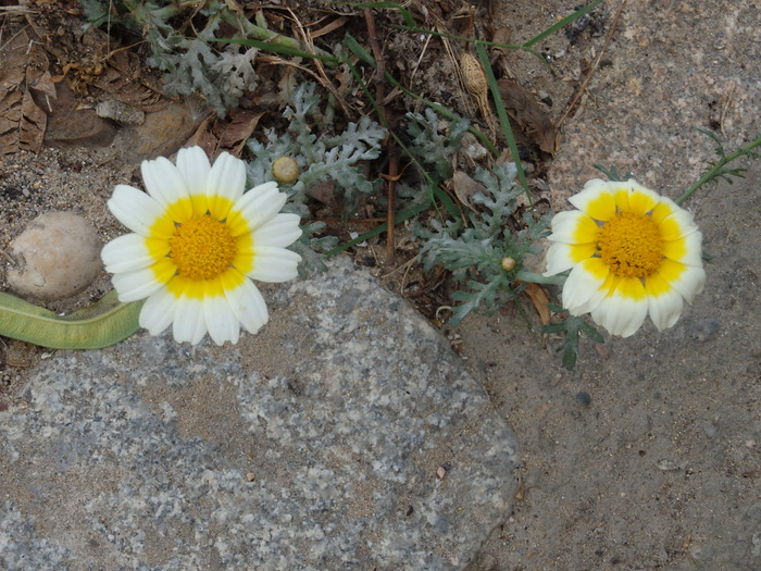 Daisies of Spain appear to have over-sprayed Stamen.